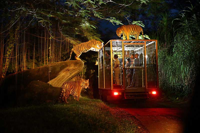 night safari giong mo hinh night safari o singapore