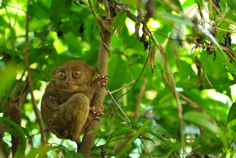 trung tam bao ton khi lun tarsier