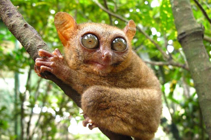 trung tam bao ton khi lun tarsier