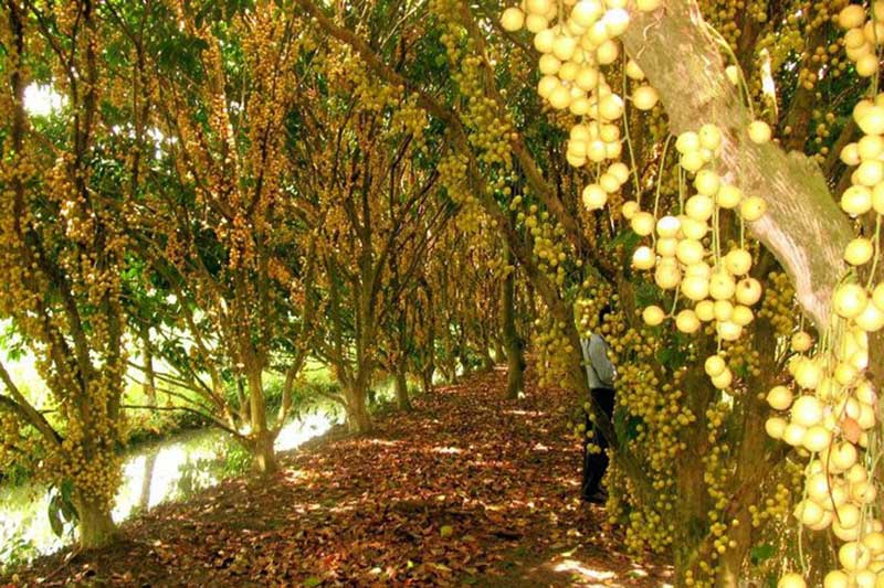 vuon trai cay cai mon