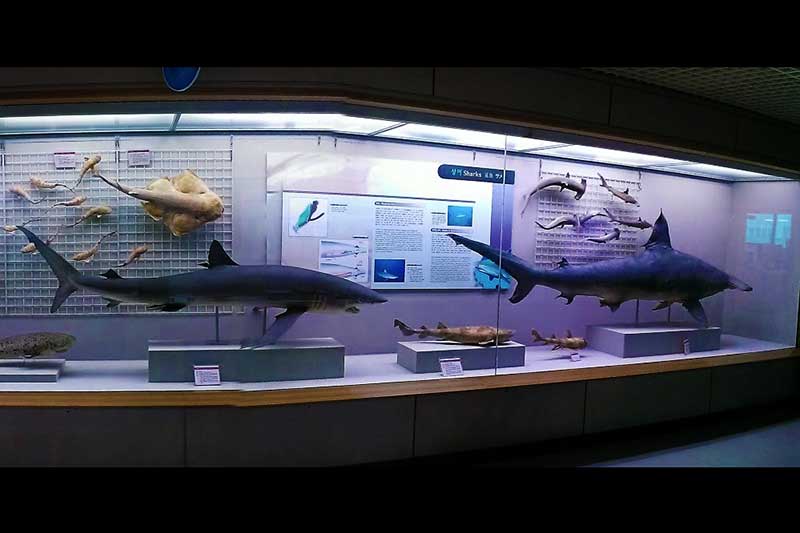 bao-tang-lich-su-hai-duong-busan