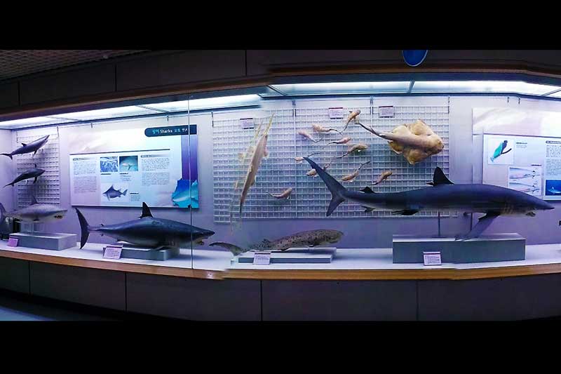 bao-tang-lich-su-hai-duong-busan