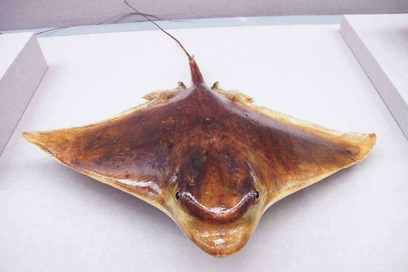 marine-natural-history-museum-busan