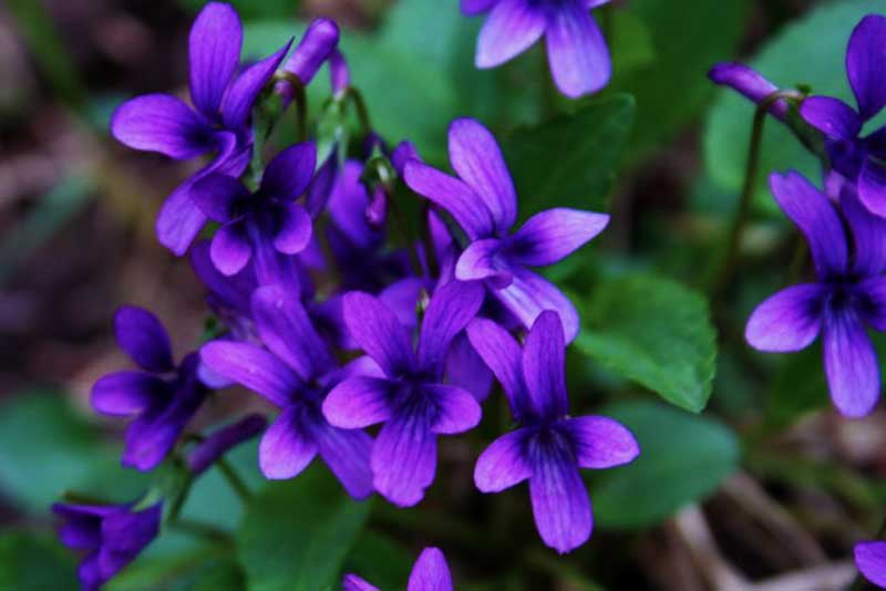 sac xanh trong lang hoa