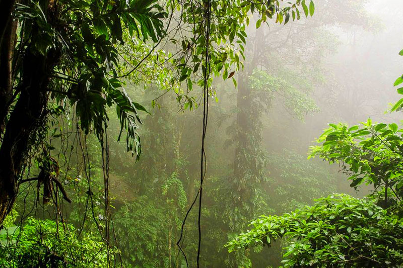 vuon quoc gia vu quang