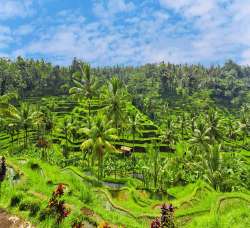 ubud