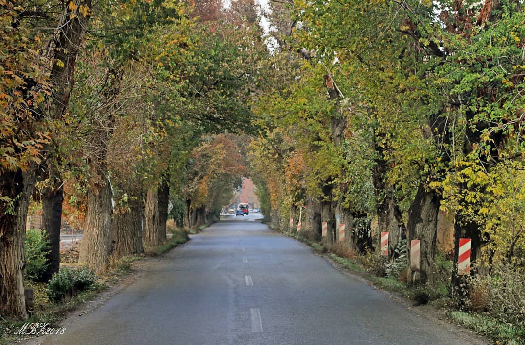 savojbolagh