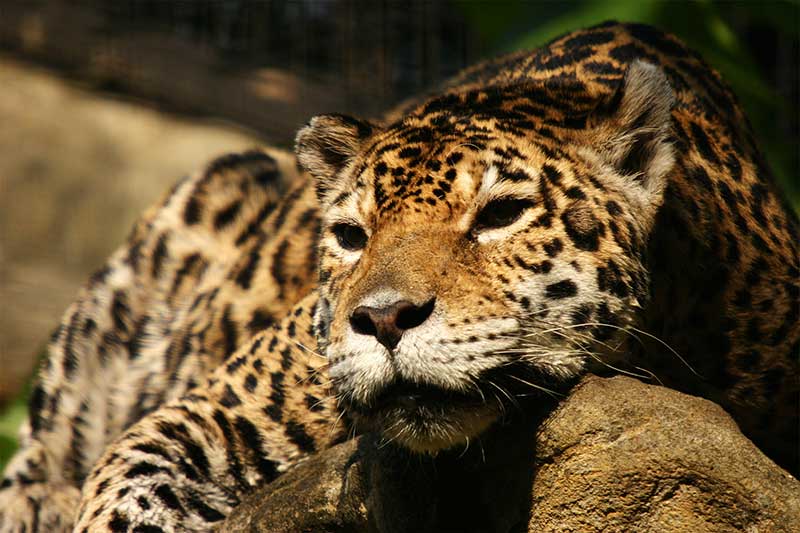 cong-vien-thien-nhien-hong-kong