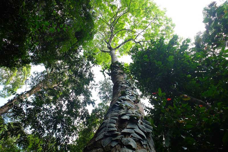 nui gunung raya langkawi