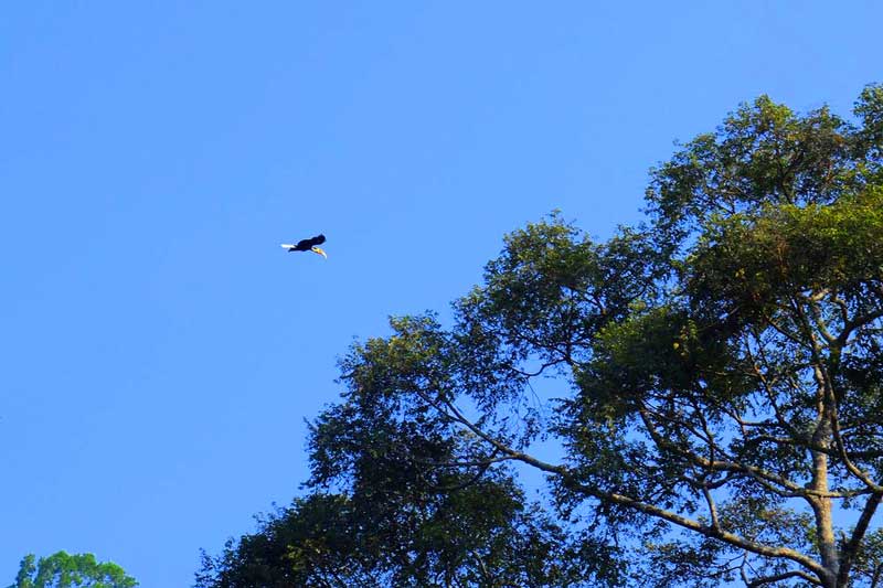 nui gunung raya langkawi