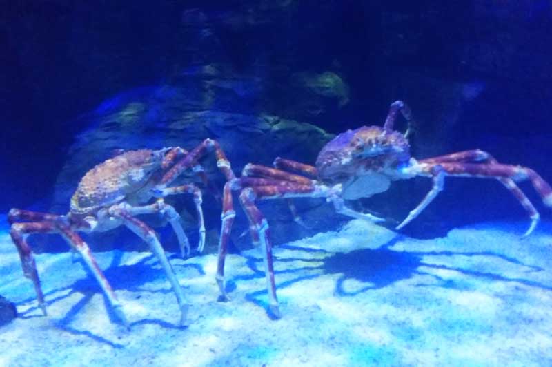 the gioi nuoc langkawi