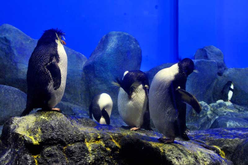 the gioi nuoc langkawi