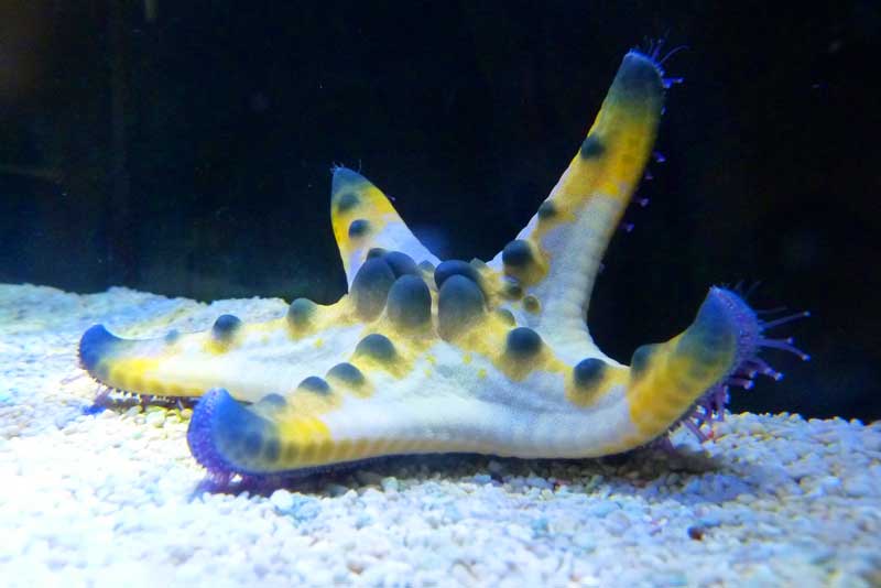 the gioi nuoc langkawi