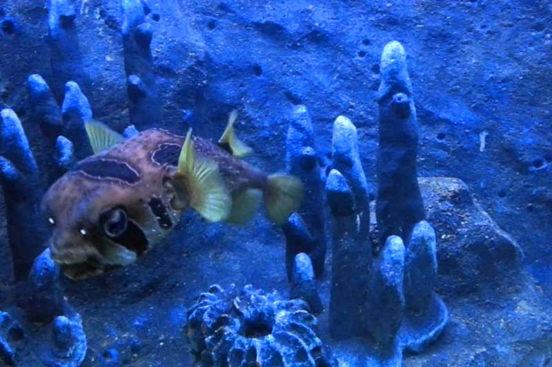 the gioi nuoc langkawi