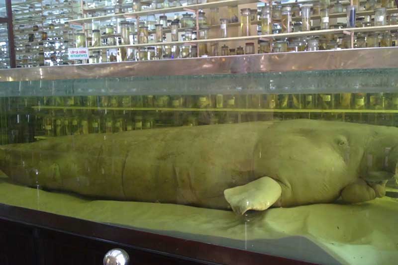 vien-hai-duong-hoc-nha-trang