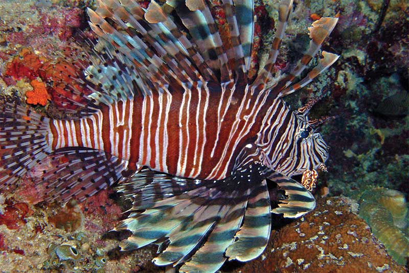 vien-hai-duong-hoc-nha-trang