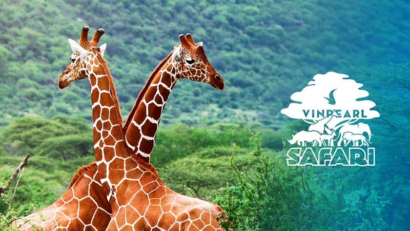 Cùng khám phá địa điểm Vinpearl Safari Phú Quốc tại Kiên Giang - GODY.VN