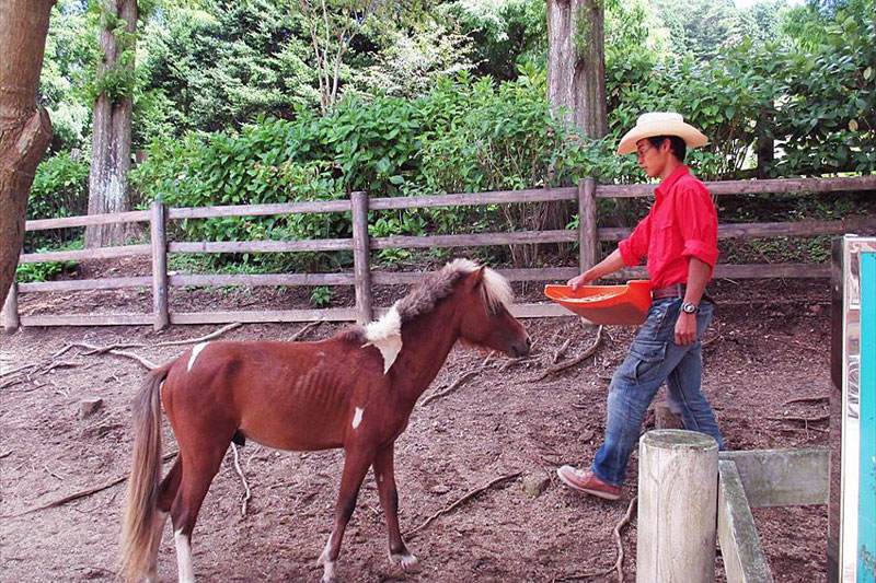ban cung thay ngua xuat hien