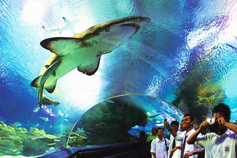 ca map ngay tren dinh dau