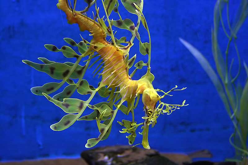 nhung cay rong bien va ran san ho