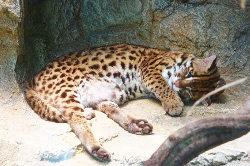 khu Wildlife Park voi nhung dong vat de thuong