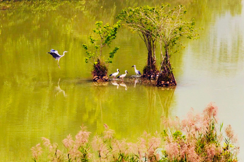 vuon chim thung nham ninh binh