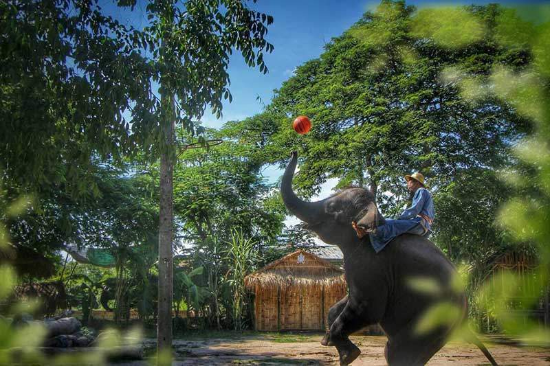 nhung man trinh dien cua voi