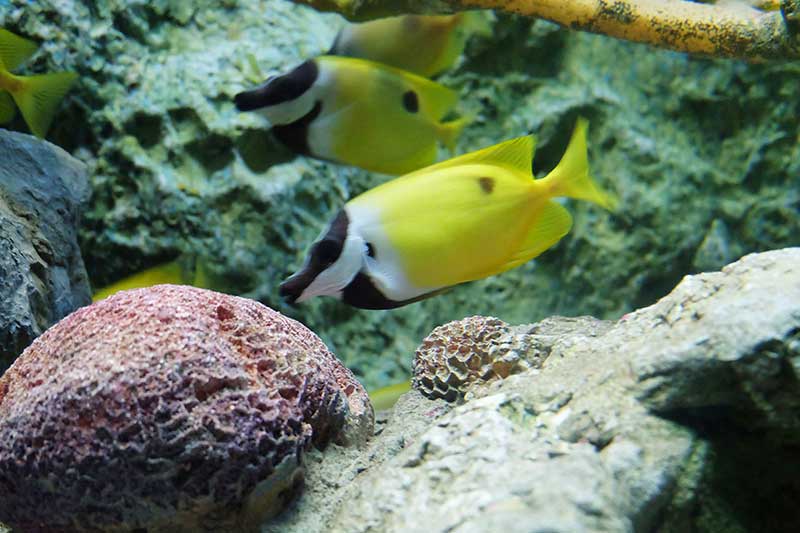 phia ben trong thuy cung