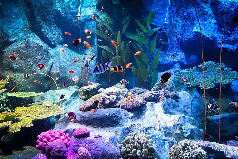 nhung loai ca nho va ran san ho