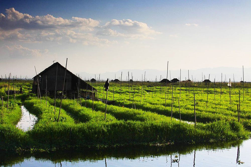 canh dong noi tren mat ho inle xanh muot