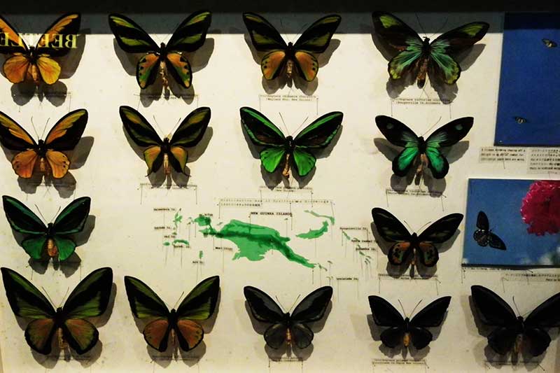 vuong-quoc-con-trung-sentosa-singapore