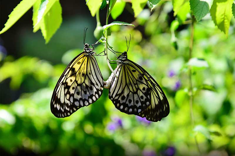vuong-quoc-con-trung-sentosa-singapore