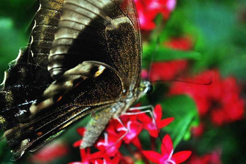 vuong-quoc-con-trung-sentosa-singapore