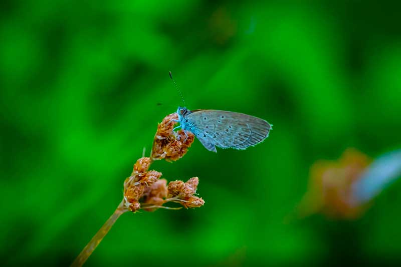 vuong-quoc-con-trung-sentosa-singapore