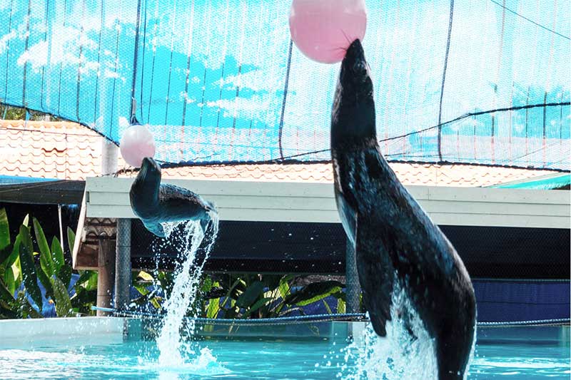 hai-cau-thuy-cung-ko-samui