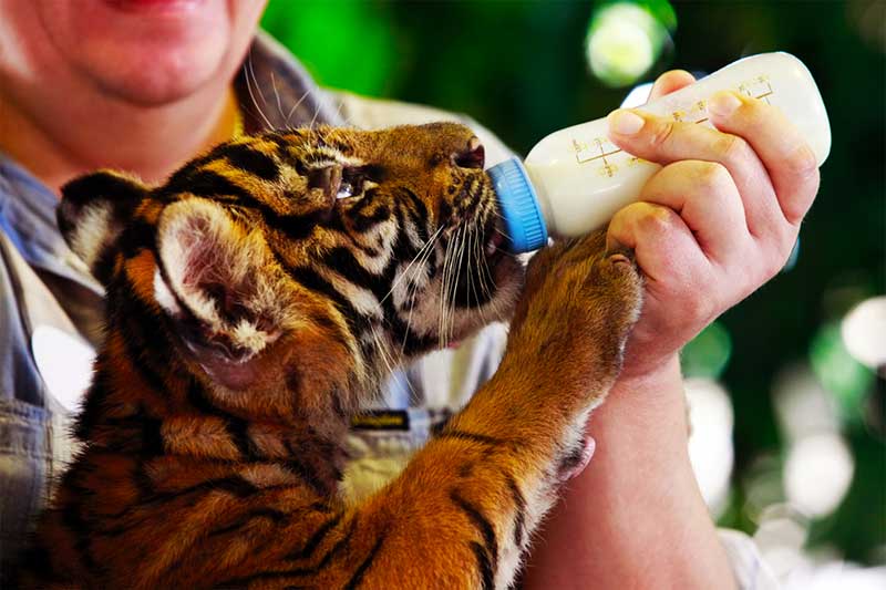 ho-con-trai-ho-ko-samui