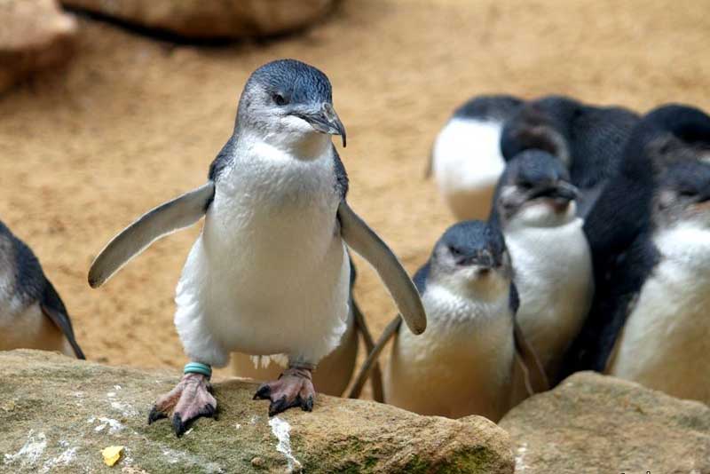 cong vien dong vat hoang da