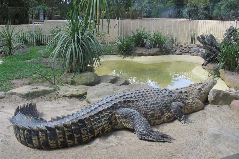 cong vien dong vat hoang da