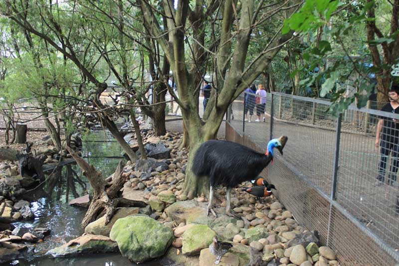 cong vien dong vat hoang da