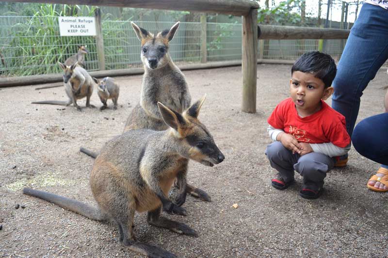 cong vien dong vat hoang da