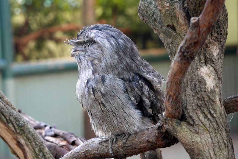 cong vien dong vat hoang da