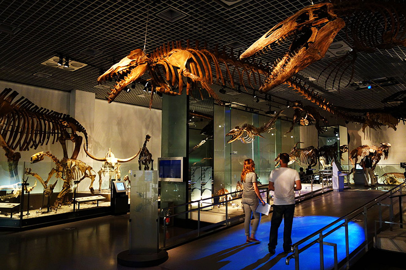 những bộ xương hóa thạch trưng bày tại bảo tàng