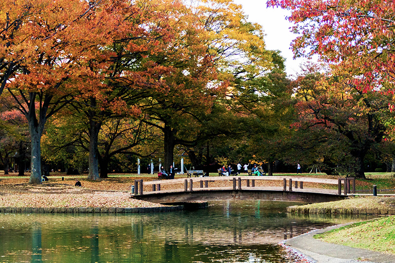 Công viên Yoyogi Park Tokyo, Japan ( Nhật Bản )