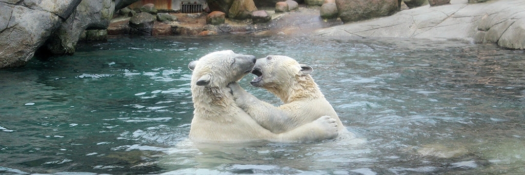 Sở thú Aalborg (Aalborg Zoo)