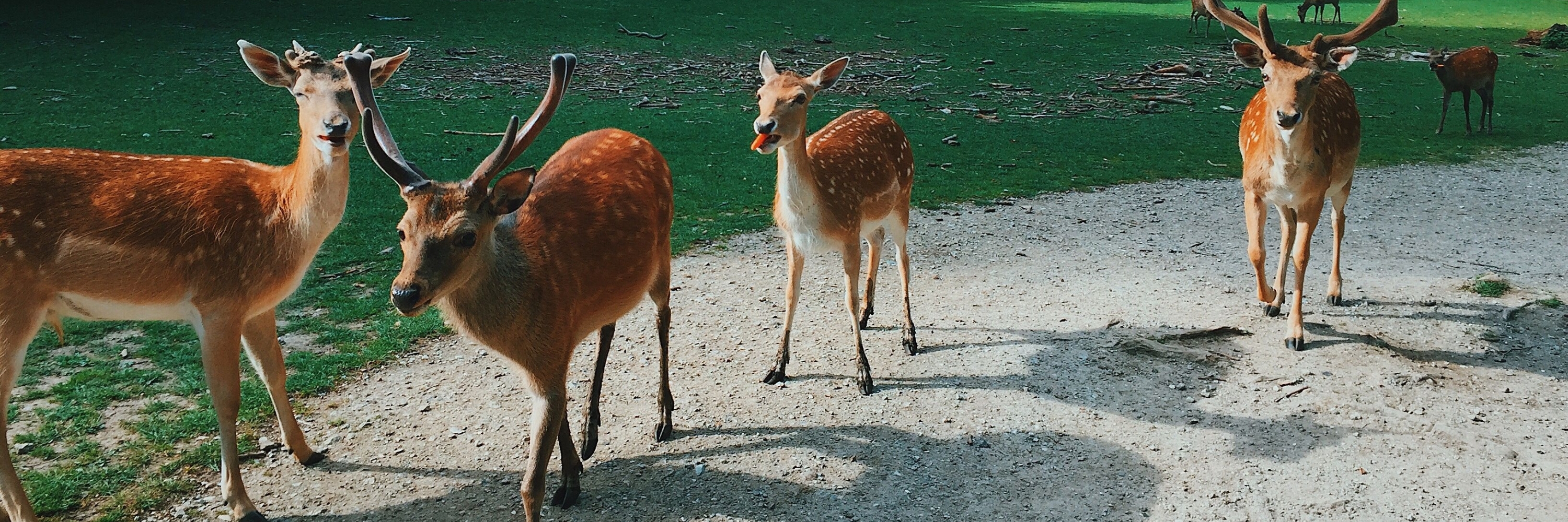 Công viên hươu Marselisborg (Marselisborg Deer Park)