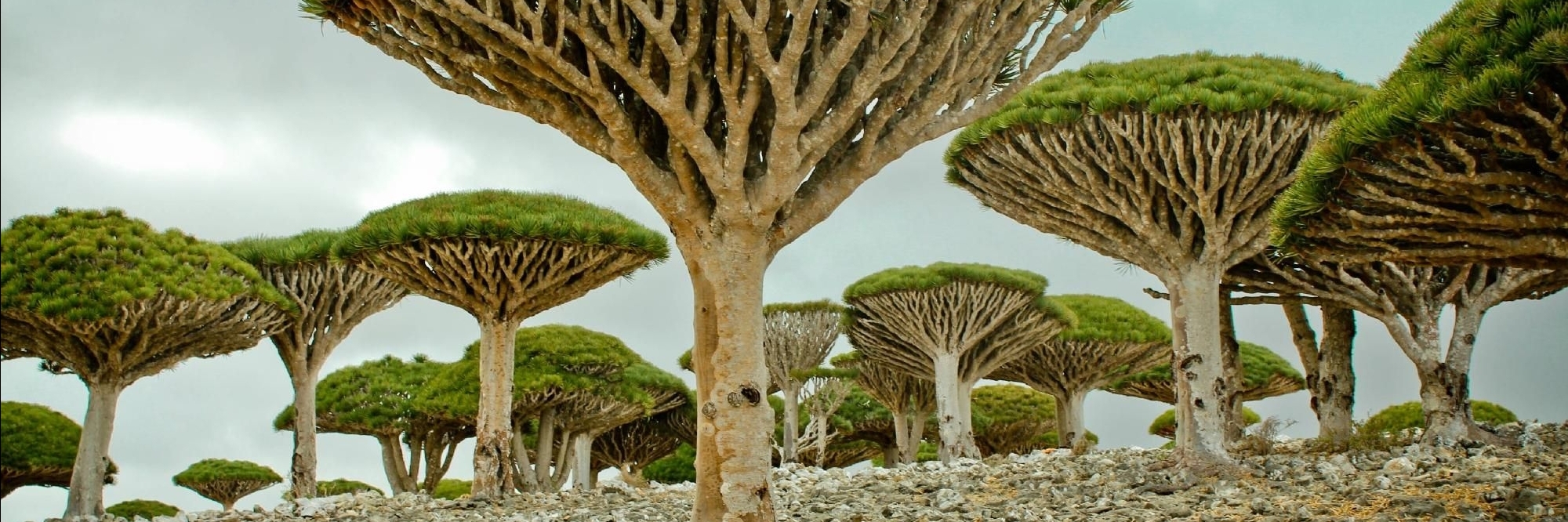 Đảo Socotra (Socotra Island)