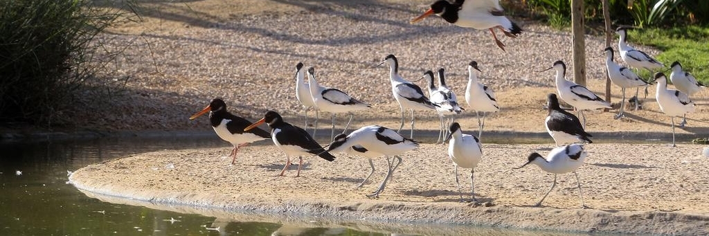 Trung Tâm  Lầy Wasit( Wasit Wetland Centre )