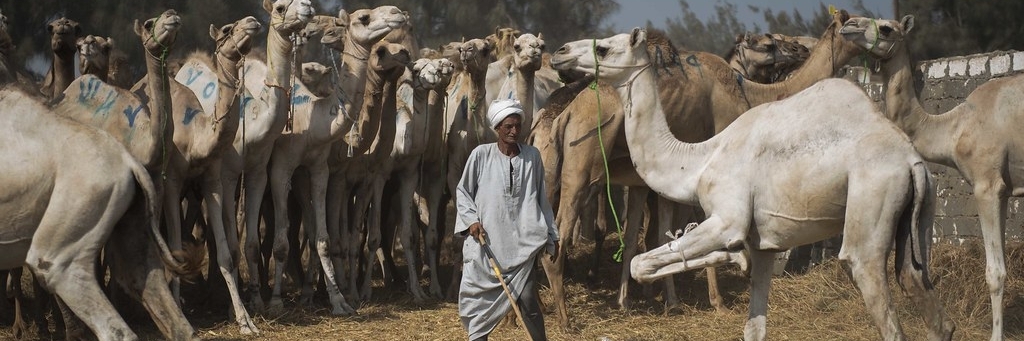 Chợ lạc đà (Camel Market)