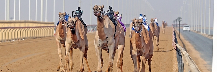 Đường đua lạc đà (Camel Racing)