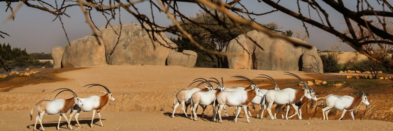 Sở thú Al Ain (Al Ain Zoo)